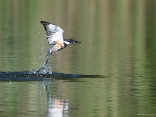 Belted Kingfisher - Parc Angrignon - 2018-09-23