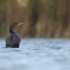 Double-Crested Cormorant (Phalacrocorax auritus) - Parc Angrignon - 2018-10-20