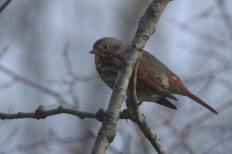 Fox Sparrow (Passerella iliaca)