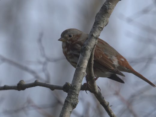 Fox Sparrow - Parc du réservoir Beaudet - 2018-11-04