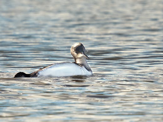 Common Loon - Parc du réservoir Beaudet - 2018-11-04