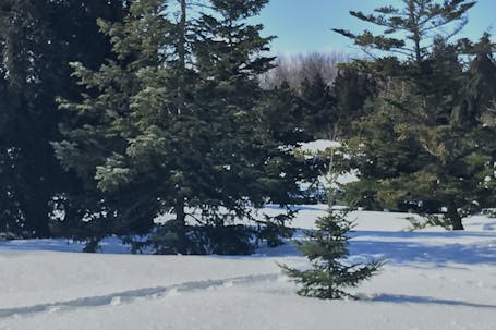 Pines at Montreal Botanical Garden