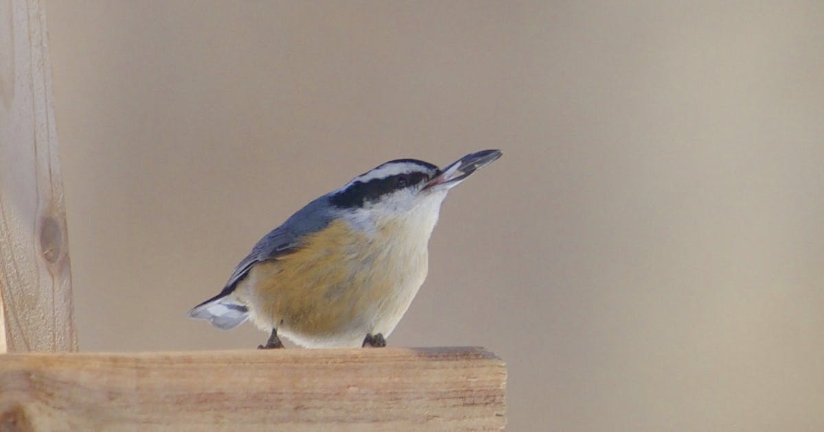 Red-breasted Nuthatch Sitta canadensis 