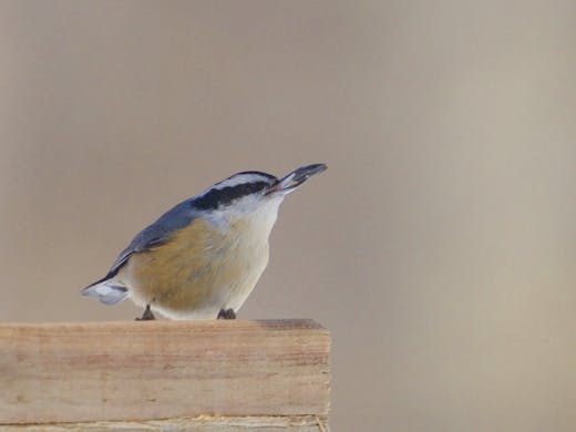 Red-breasted Nuthatch (Sitta canadensis)