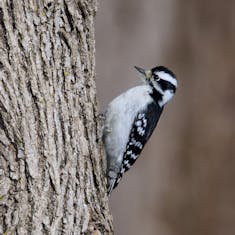 Downy Woodpecker (Picoides pubescens) - Parc Angrignon - 2019-03-09