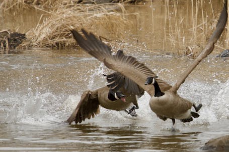 Canada Geese battle