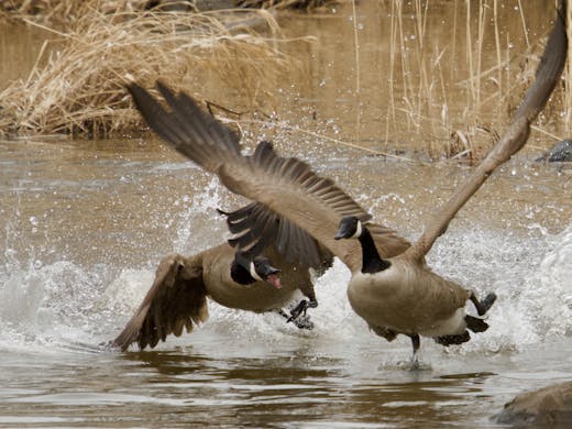 Canada Goose - Parc des Rapides - 2019-04-14