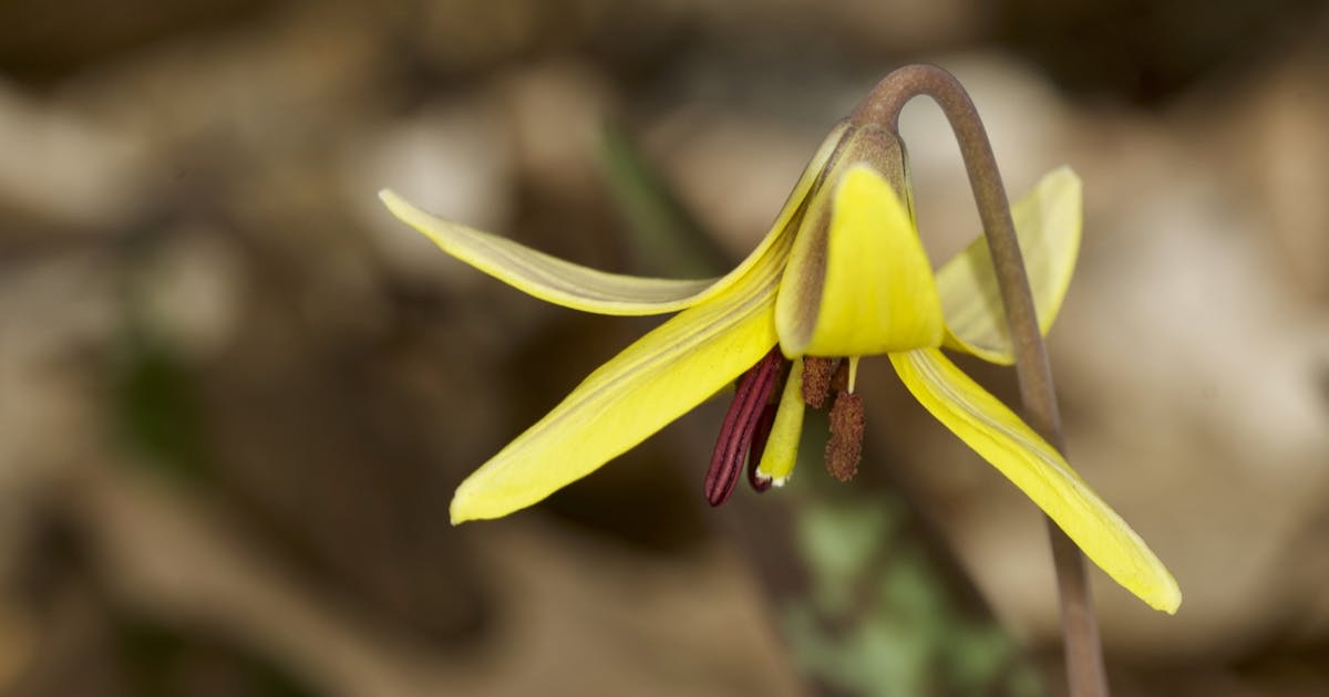 Yellow Trout Lily Erythronium americanum 
