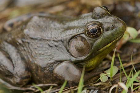 American Bullfrog (Rana Catesbeiana)