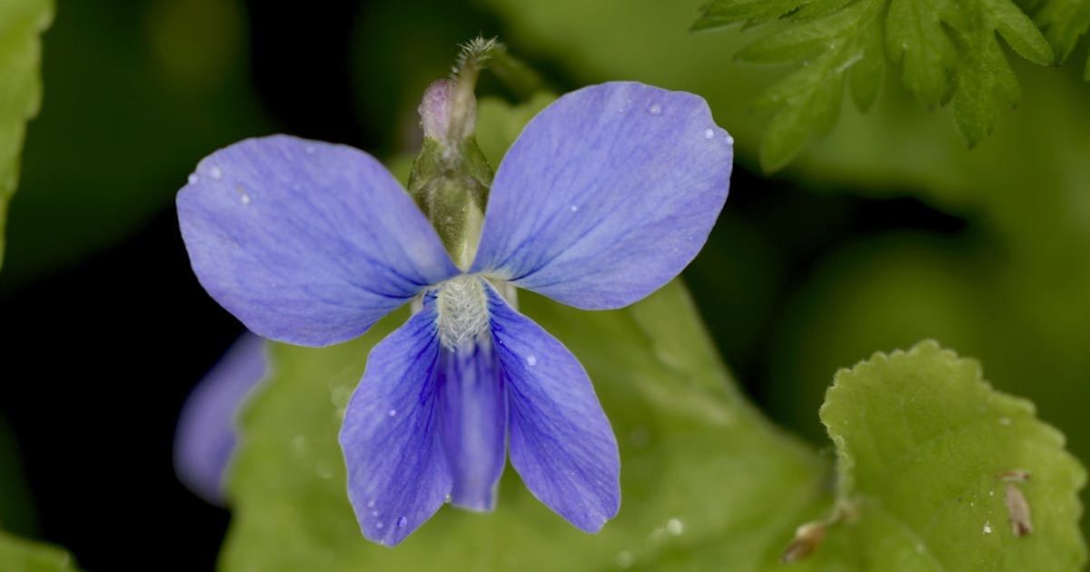 Woolly Blue Violet Viola sororia 