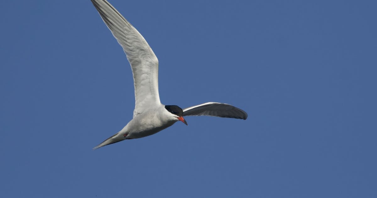 Common Tern Sterna hirundo 