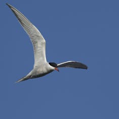 Common Tern (Sterna hirundo)