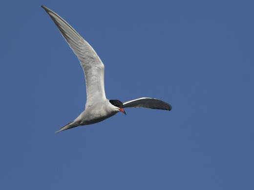 Common Tern - Parc des Rapides - 2019-06-08