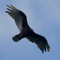 Turkey Vulture (Cathartes aura) - Belvédère Outremont - 2019-07-14