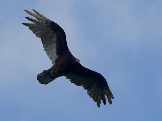 Turkey Vulture - Belvédère Outremont - 2019-07-14