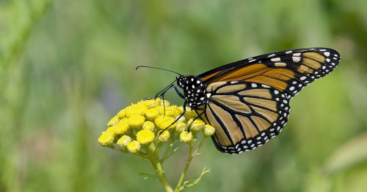 Monarch Butterfly Danaus plexippus 