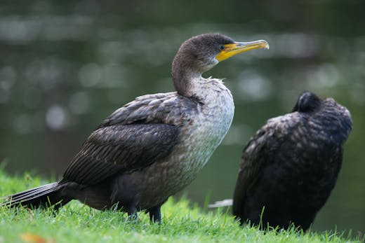 Parc Angrignon - 2019-09-29
