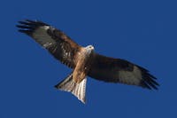Glarus - Red Kite (Milvus milvus)