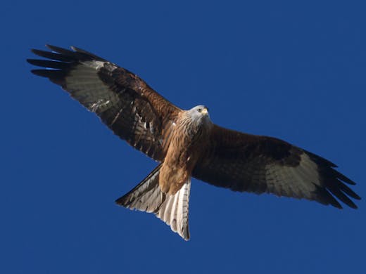 Red Kite (Milvus milvus)