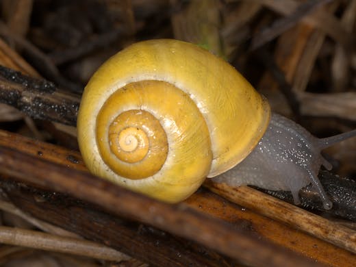 White-lipped snail (Cepaea hortensis)
