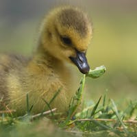 Parc Île-de-la-Visitation - Canada Goose (Branta canadensis)