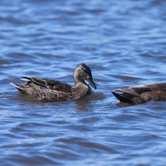 Canard noir (Anas rubripes) - Parc Île-de-la-Visitation - 2020-05-14