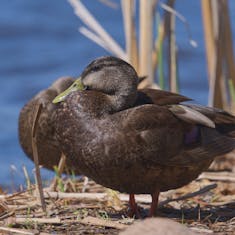 American Black Duck (Anas rubripes) - Parc Île-de-la-Visitation - 2020-05-22