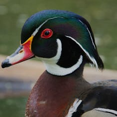 Wood Duck (Aix sponsa) - Parc Bernard-Landry - 2020-05-25