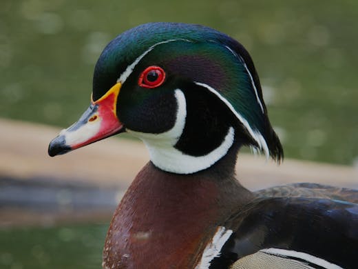 Wood Duck - Parc Bernard-Landry - 2020-05-25