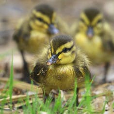 Mallard (Anas platyrhynchos) Ducklings