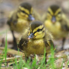 Mallard (Anas platyrhynchos) Ducklings