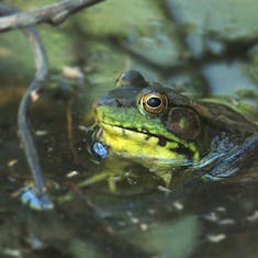 Green Frog (Lithobates clamitans) - Parc Bernard-Landry - 2020-05-26