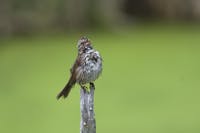 Parc Nature Pointe aux Prairies - Song Sparrow (Melospiza melodia)