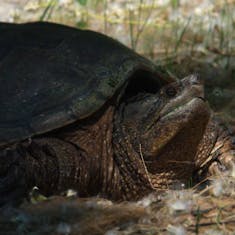 Common Snapping Turtle (Chelydra serpentina) - Parc de la Frayère - 2020-06-20