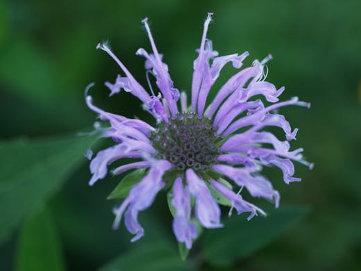 Wild Bergamot - Champ des Possibles - 2020-08-03