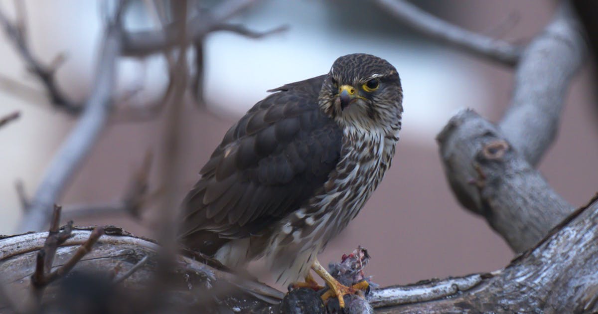 Faucon émerillon Falco columbarius 