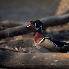 Wood Duck (Aix sponsa) - Parc Bernard-Landry - 2021-04-10