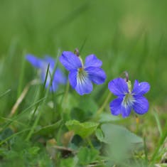 Woolly Blue Violet (Viola sororia)
