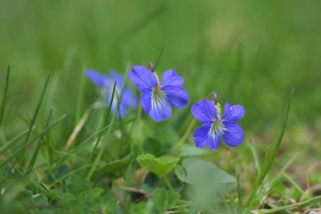 Woolly Blue Violet (Viola sororia)