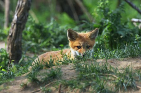 Cub Red Fox (Vulpes vulpes)