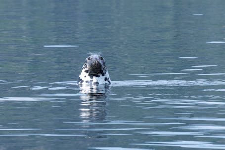 Curious Grey Seal (Halichoerus Grypus)