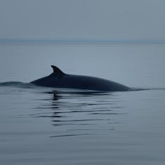 Northern Minke Whale (Balaenoptera acutorostrata) - Saguenay St. Lawrence Marine Park - 2021-08-22