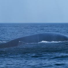 Emerging Fin Whale (Balaenoptera physalus)