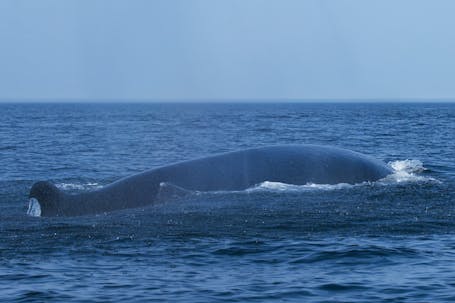 Emerging Fin Whale (Balaenoptera physalus)