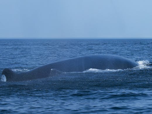 Fin Whale - Saguenay St. Lawrence Marine Park - 2021-08-22