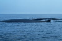 Saguenay St. Lawrence Marine Park - Fin Whale (Balaenoptera physalus)
