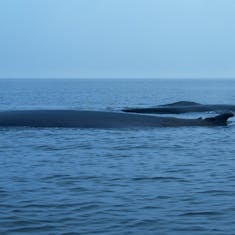 Two Fin Whales (Balaenoptera physalus)