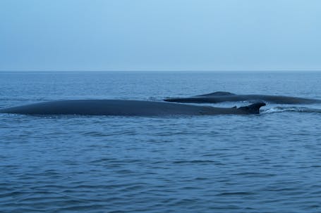 Two emerging fin whales near Saguenay St. Lawrence Marine Park