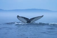 Saguenay St. Lawrence Marine Park - Humpback Whale (Megaptera novaeangliae)