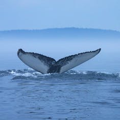 Fluke of a Humpback Whale